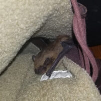 Bat Issues and Problems in Independence Kentucky