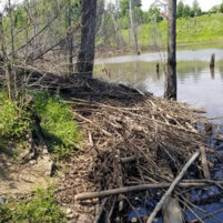 Beaver Issues in Independence Kentucky