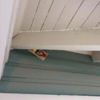 Rats and Mice Issues in Independence Kentucky