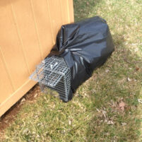 Skunk Issues in Independence Kentucky