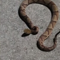 Snake Issues in Independence Kentucky