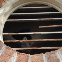 Pest Squirrel Problems in Independence Kentucky